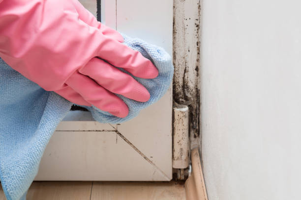 Best Attic Mold Remediation in Sultan, WA